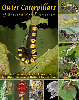 Owlet Caterpillars of Eastern North America David L. Wagner, Dale F. Schweitzer, J. Bolling Sullivan and Richard C. Reardon