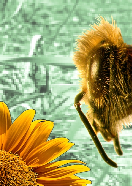 bee near sunflower