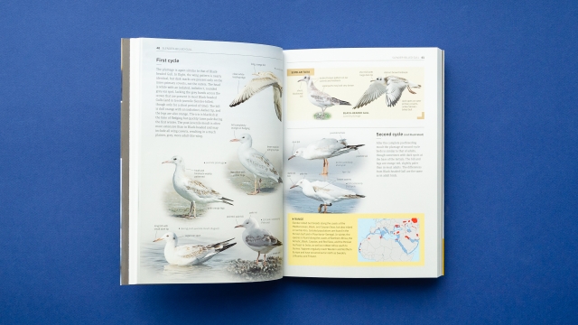 Gulls of Europe, North Africa, and the Middle East 2 pages - first cycle entry