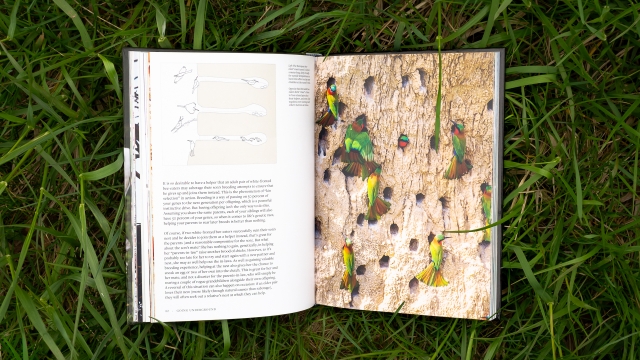 How Birds Live Together - Page spread - kingfishers
