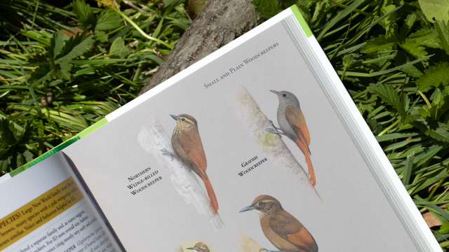 Birds of Costa Rica - top right of page, Small and Plain Woodcreepers
