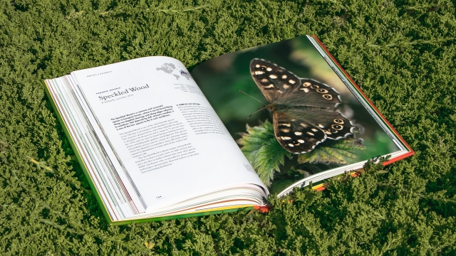 The Lives of Butterflies - Speckled Wood butterfly entry