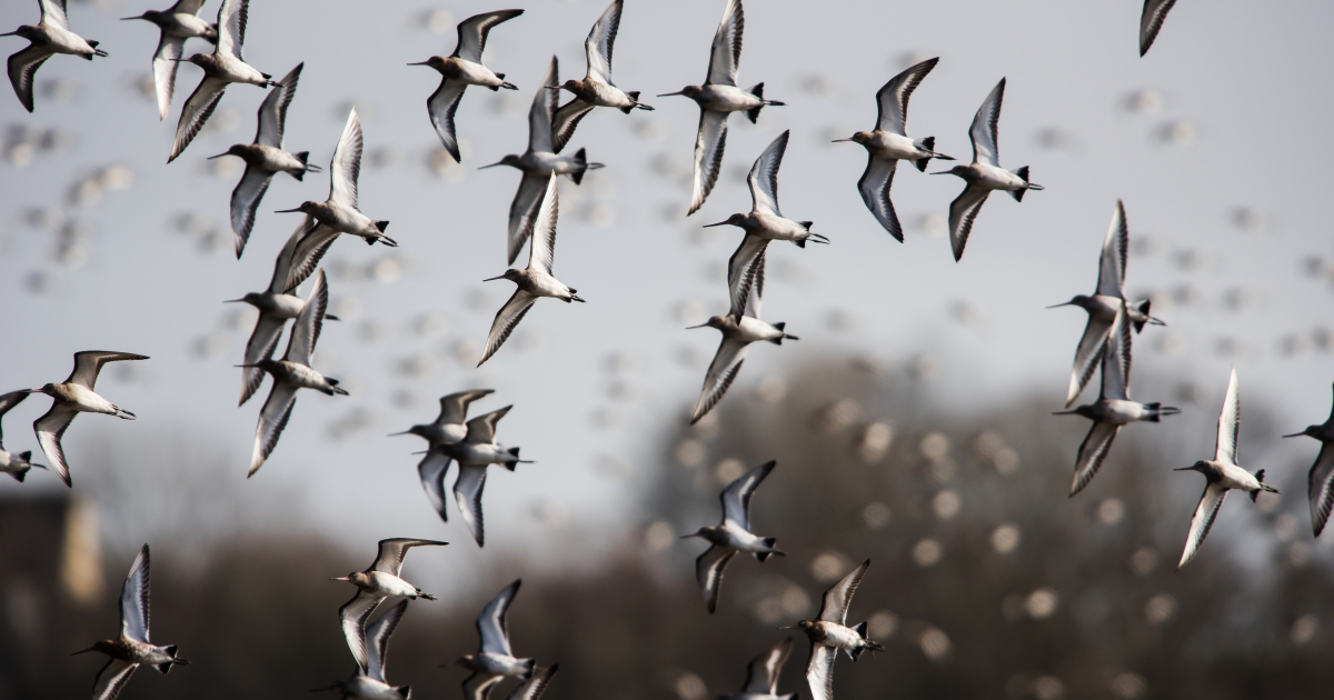 The evolution of bird migration | Princeton University Press