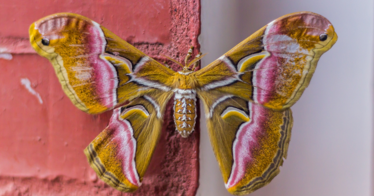 The science behind the Moth Atlas