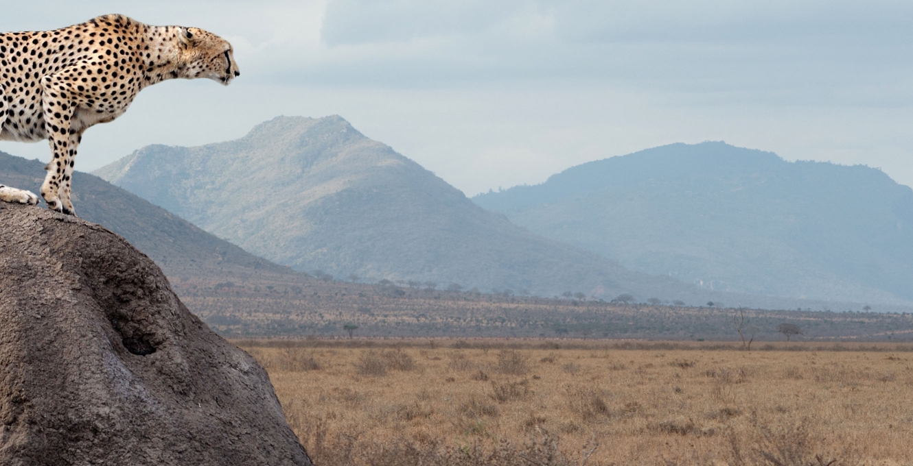 A cheetah on a rock looking out over plains