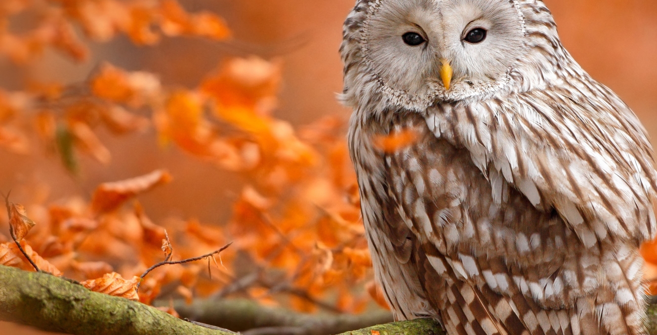 An owl in autumn leaves
