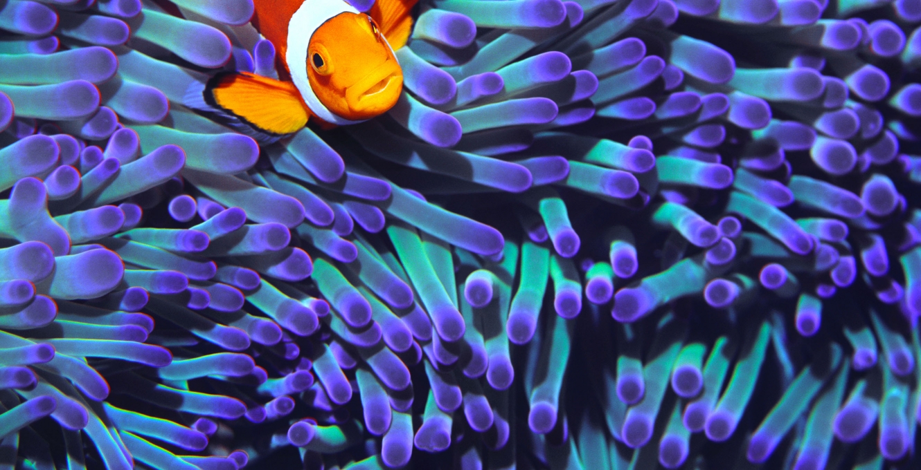 A clownfish peeks out from a sea anemone
