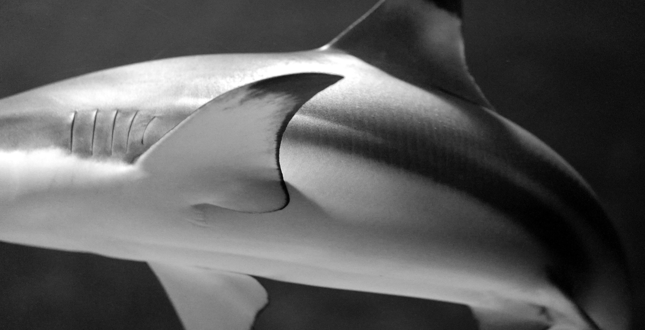 Close-up photo of shark