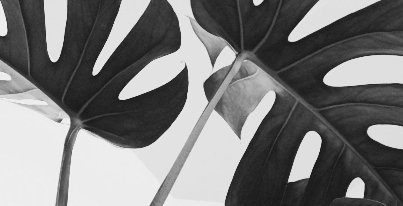 Close-up greyscale photograph of the curving leaves and stems of a Monstera houseplant