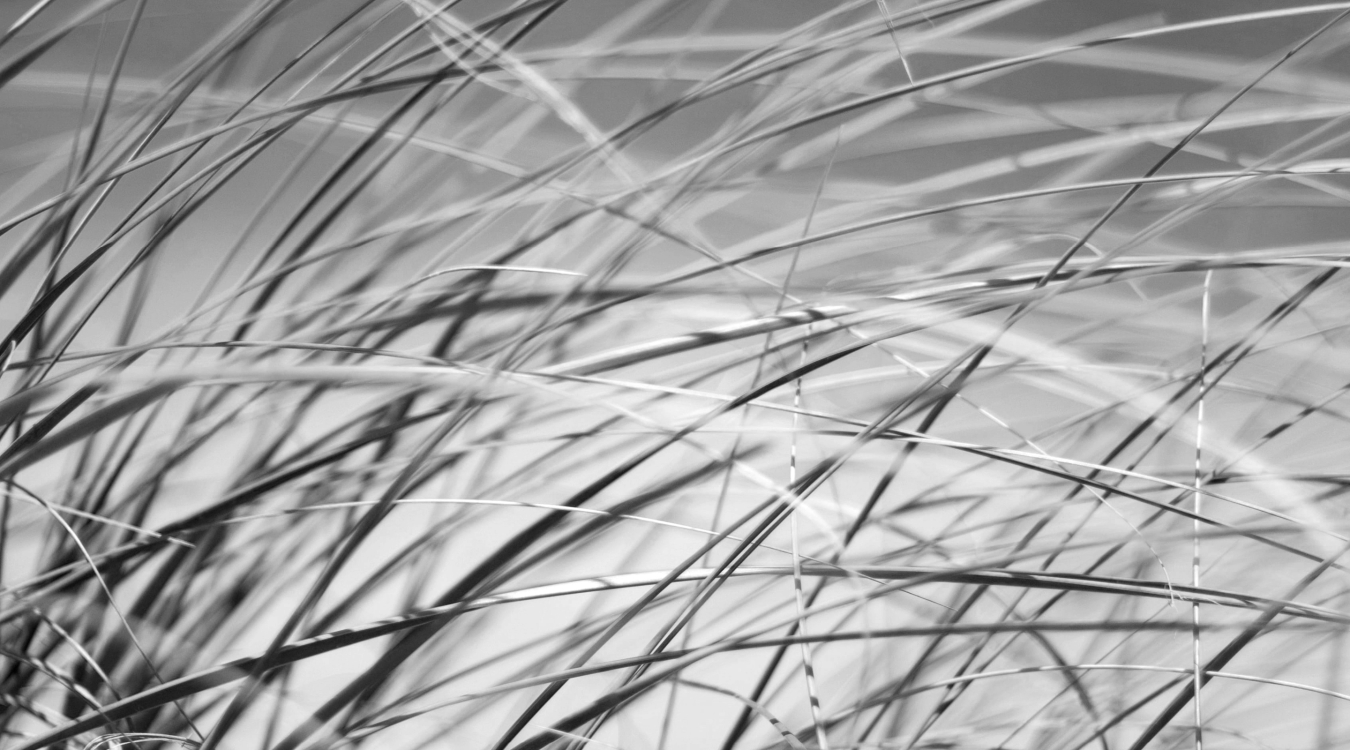 close up view of grasses