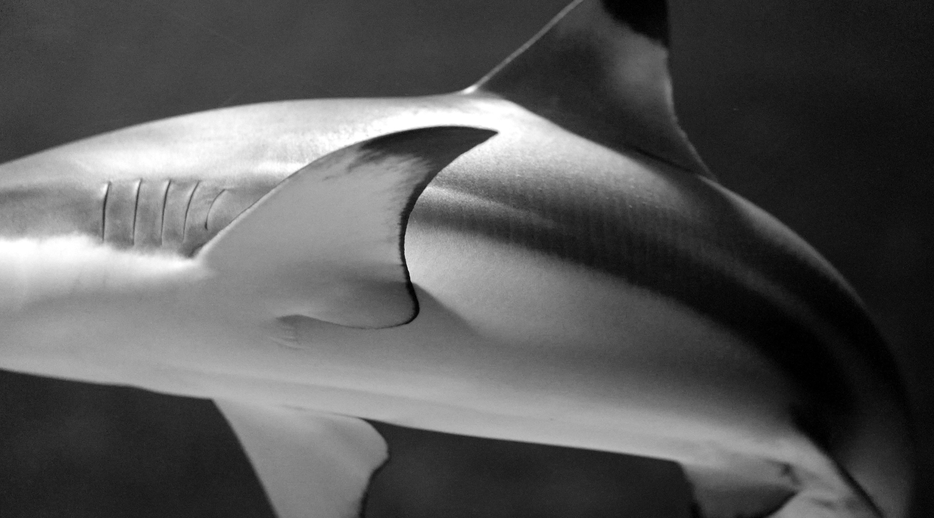 side view of a shark