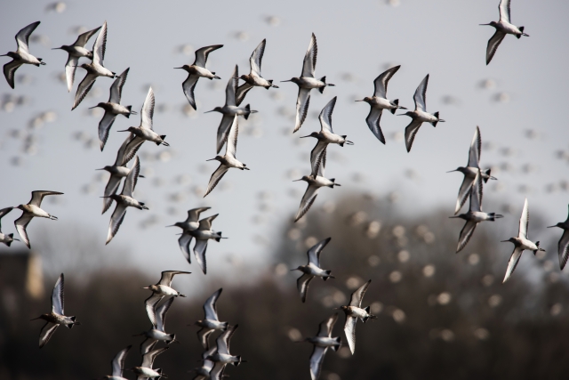 The evolution of bird migration