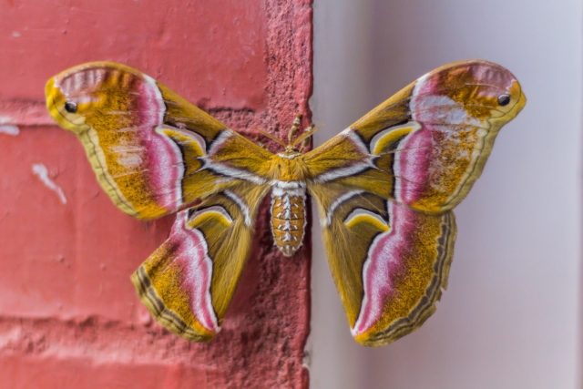 Andrei Sourakov and Rachel Warren Chadd on The Lives of Moths