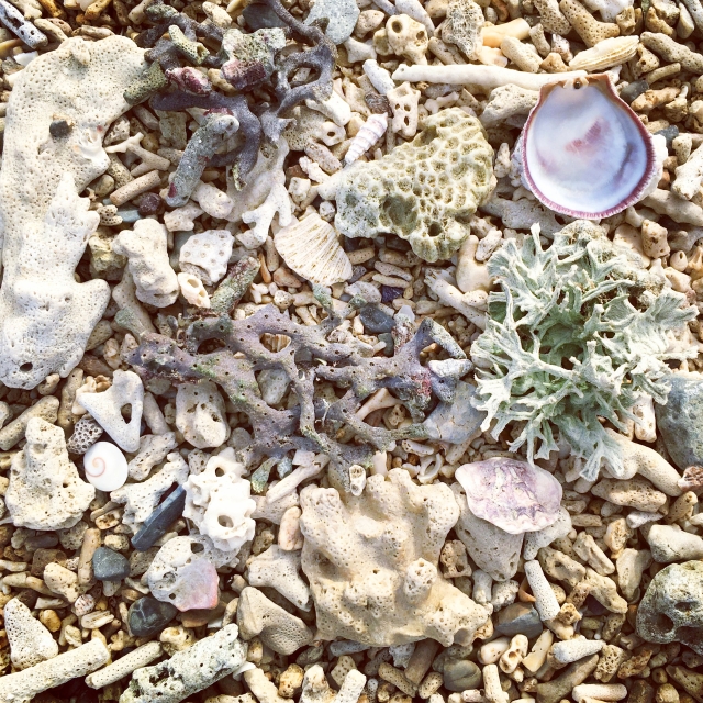 A guide to beachcombing