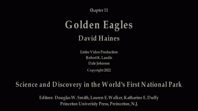 Chapter 11 - Golden Eagles