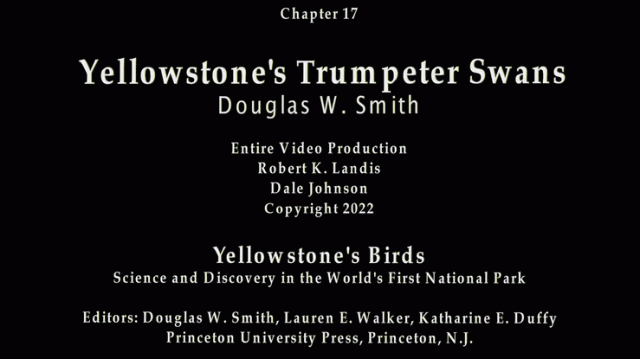 Chapter 17 Yellowstone's Trumpeter Swans