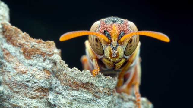 The wonderful world of wasps