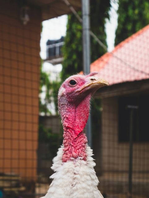 Peter Singer on Consider the Turkey