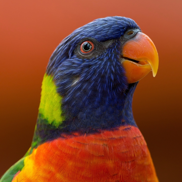 Close up photo of tropical bird