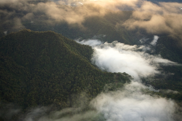 Aerial shot of forest in New Guinea, ground and mist