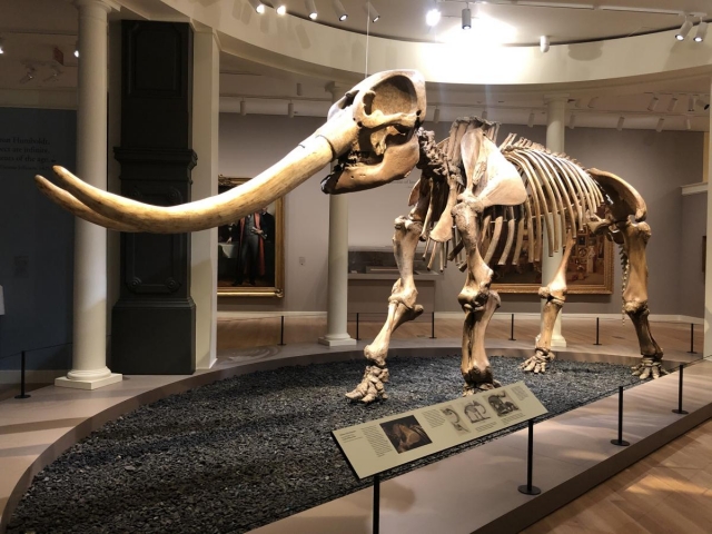 Mastadon skeleton on display in museum