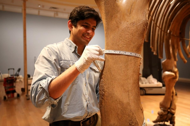 Museum worker measuring the circumference of a mastodon femur