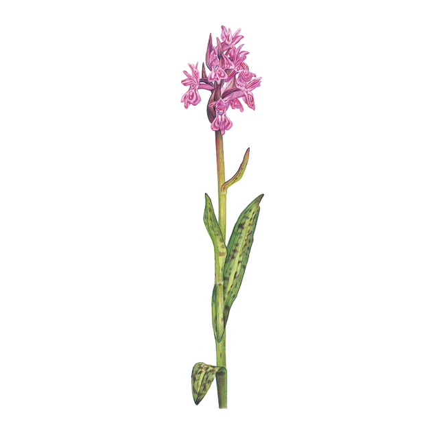 Pugsley's marsh orchid flower
