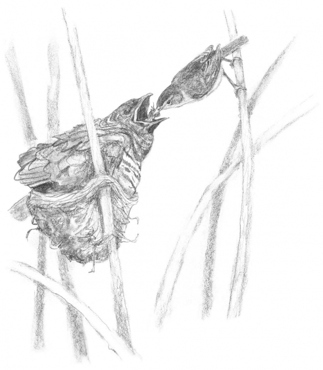 Common Cuckoo chick (L) being fed by its host, a European Reed Warbler