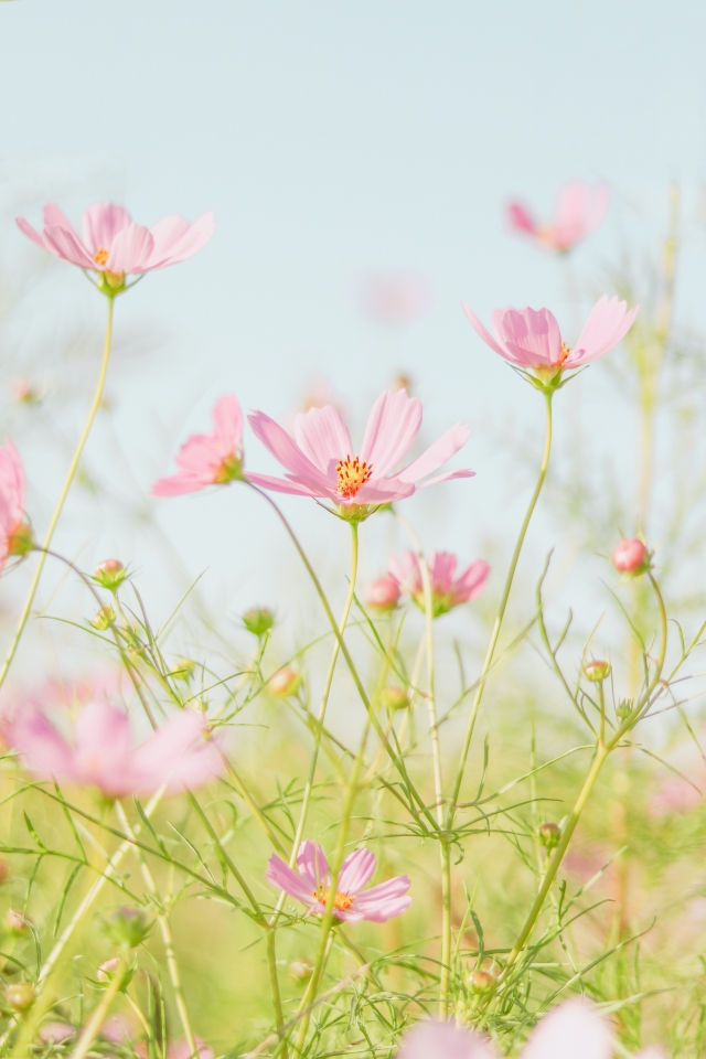 Photo of pink flowers in a field