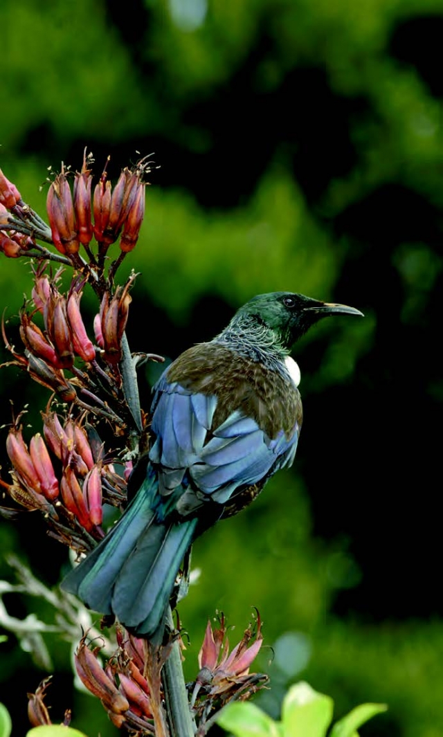 Wildlife of New Zealand - bird