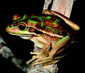 Wildlife of New Zealand - frog