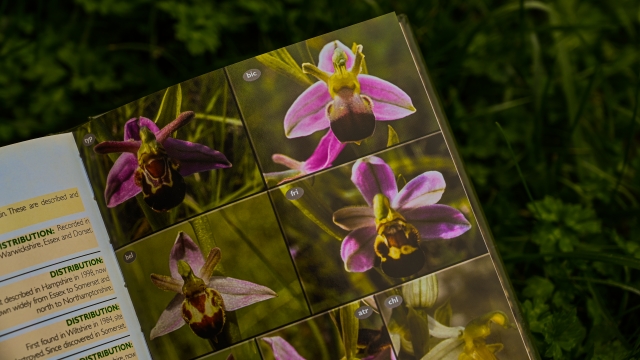 Britain's Orchids sample illustration close up