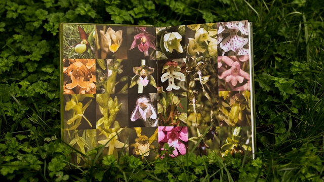 Britain's Orchids sample 2 pages illustration