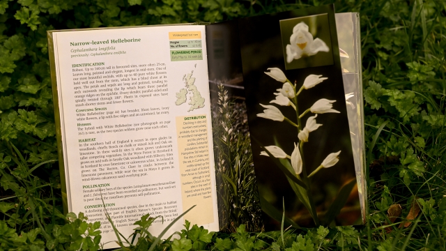 Britain's Orchids sample entry page 2