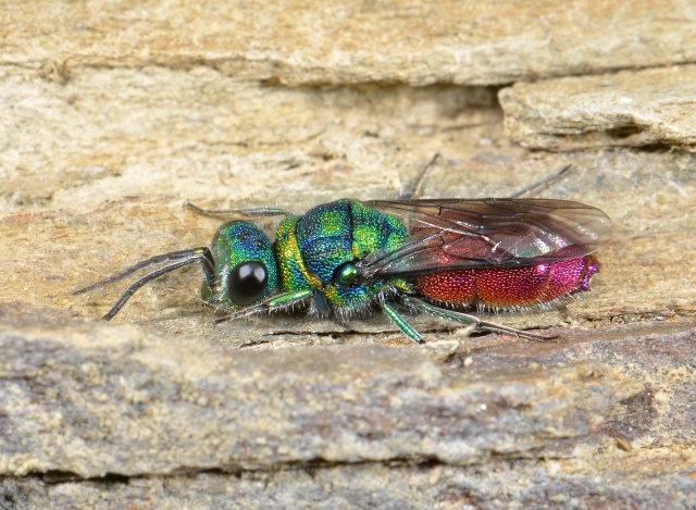 Chrysis ruddii, Rudd's Cuckoo Wasp