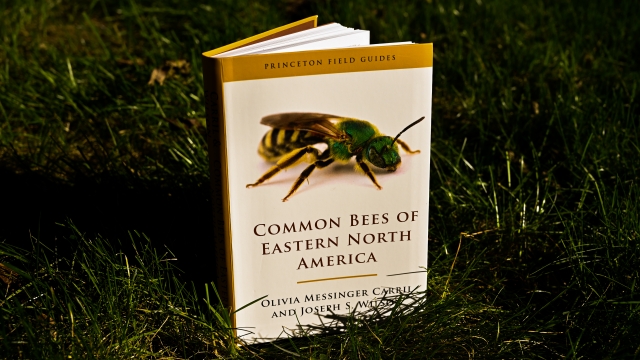 Common Bees of North America cover