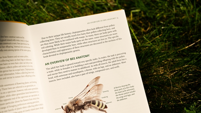 Common Bees of North America right page sample content