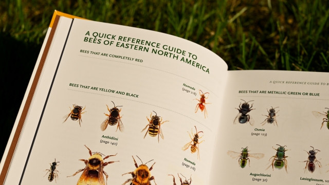 Common Bees of North America left page sample content
