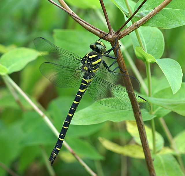 Cordulegaster boltonii, Golden-ringed Dragonfly, female