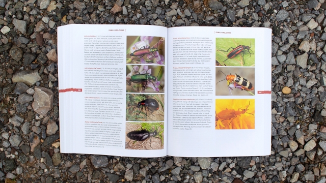 Beetles of Western North American Page Spread 4