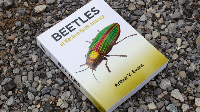 Beetles of Western North American Page Book Cover