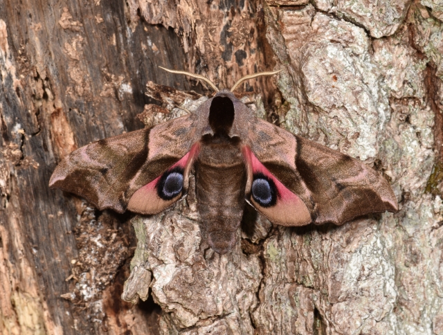 Smerinthus ocellata, Eyed Hawk-moth defense display