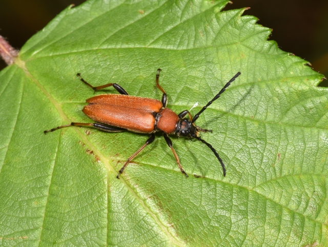 Stictoleptura rubra, Red Longhorn Beetle, female