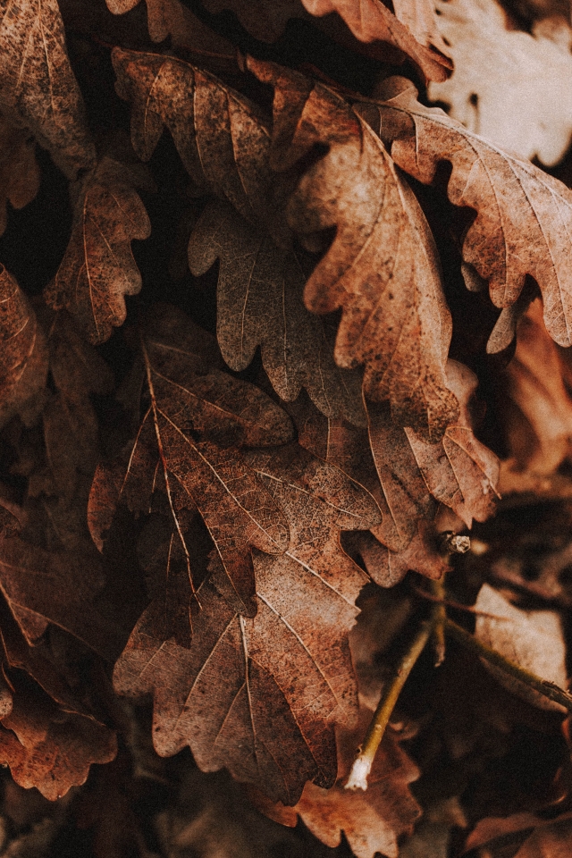 bundle of dry, brown leaves