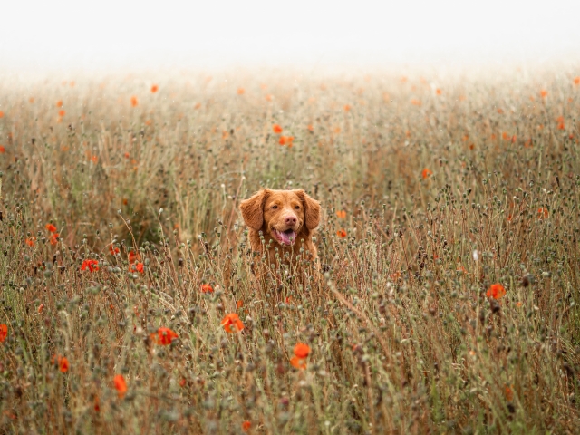 A dog sits in a field of grass and flowers with fog in the background