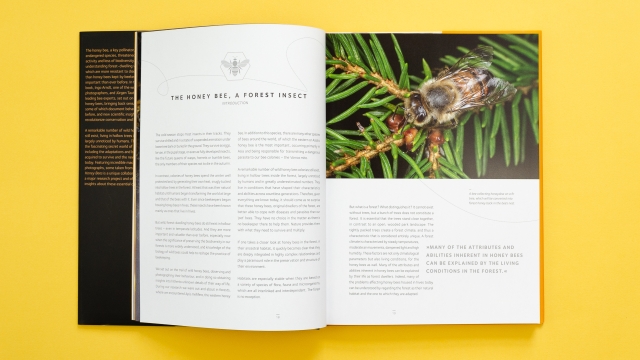 Wild Honey Bees introductory pages