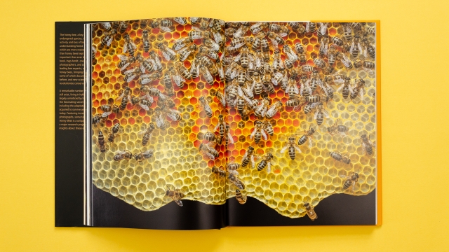Wild Honey Bees 2 page spread - honeycomb