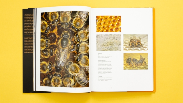 Wild Honey Bees 2 page spread - multiple images