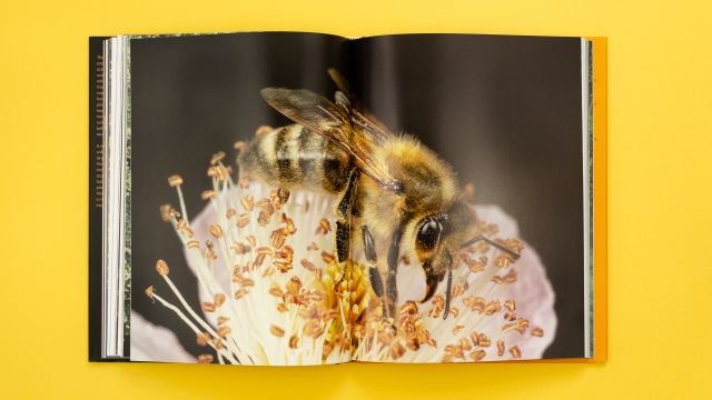 Wild Honey Bees 2 page spread - bee on flower