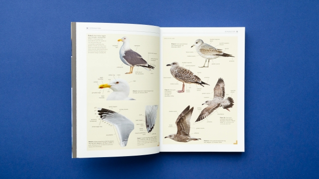 Gulls of Europe, North Africa, and the Middle East 2 page spread